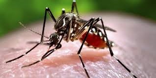 Menyerang mengakibatkan peredaran dengue akan virus sistem dan darah BIOLOGI